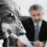 How Your Dog Bite Attorney Can Recover Damages For You