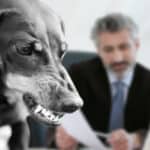 Dog Bite Attorney