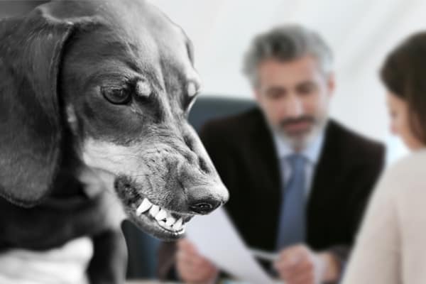 Dog Bite Attorney