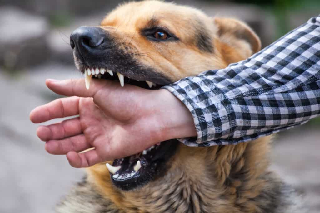 Dog Bite Attorneys